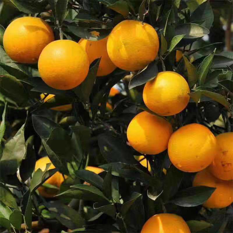 橘子🍊、