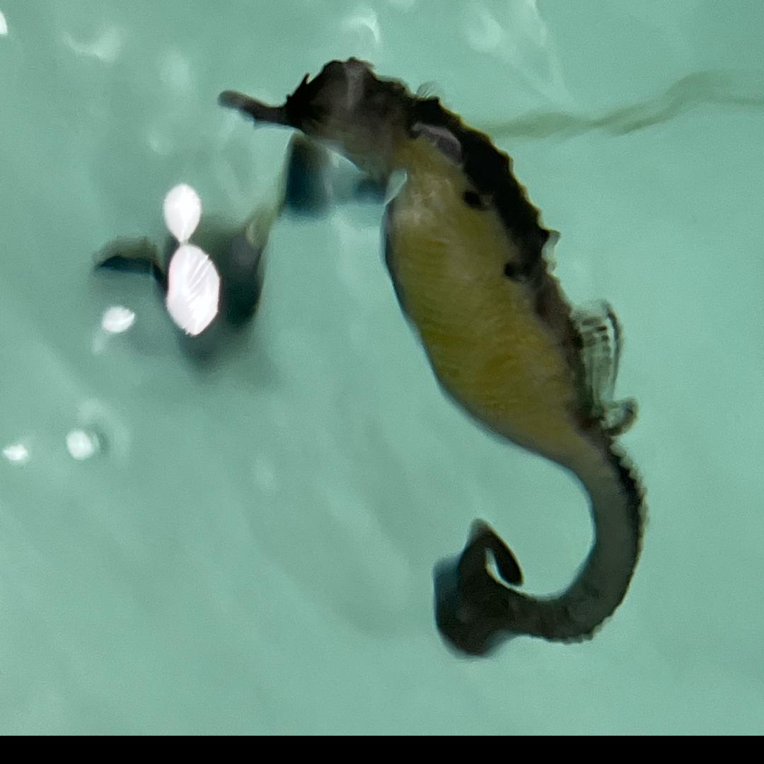 北海海骉生物科技有限公司