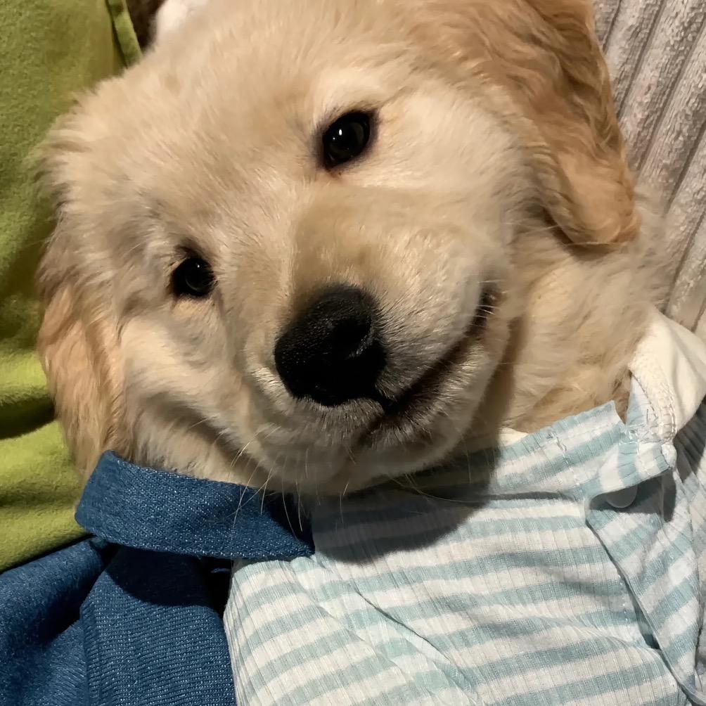 屁股面e
