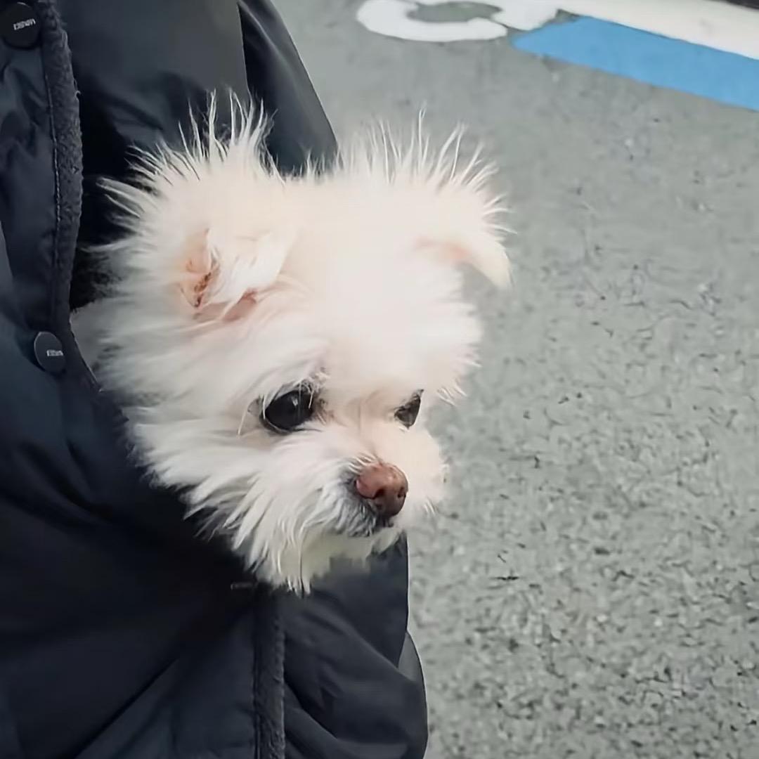 戴个护膝啊（初雪和500天一起来啦🥳）