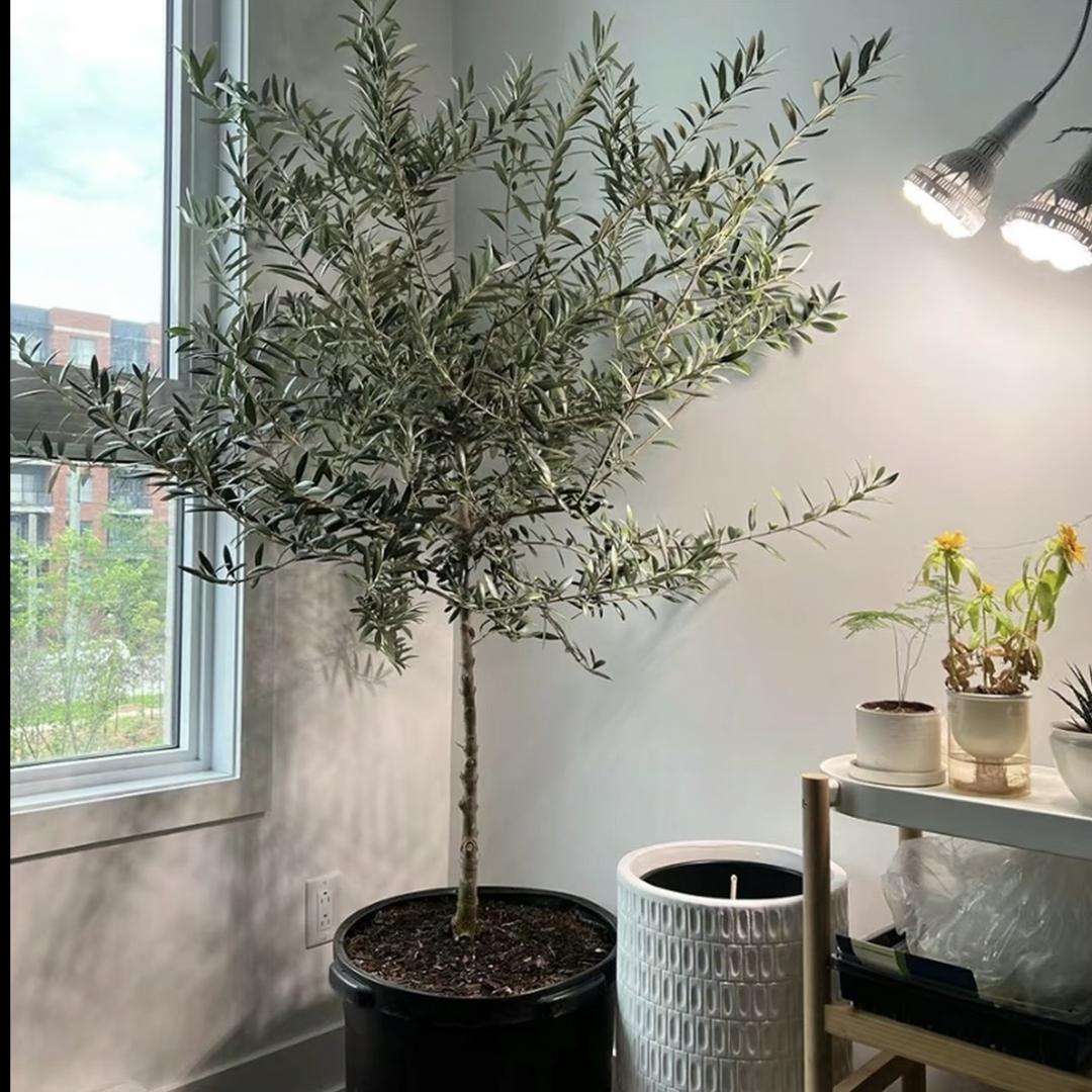 绿花苑花卉