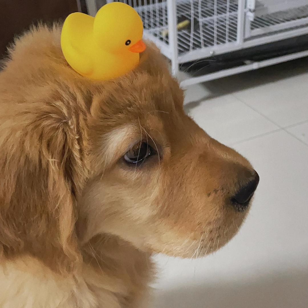 嘤嘤怪Jvid