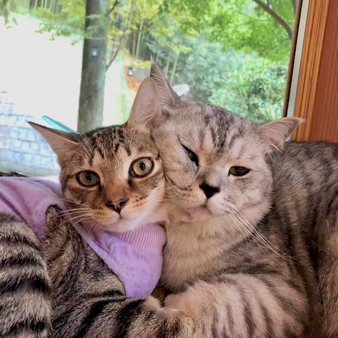 Kurt是猪咪Snow是狗咪