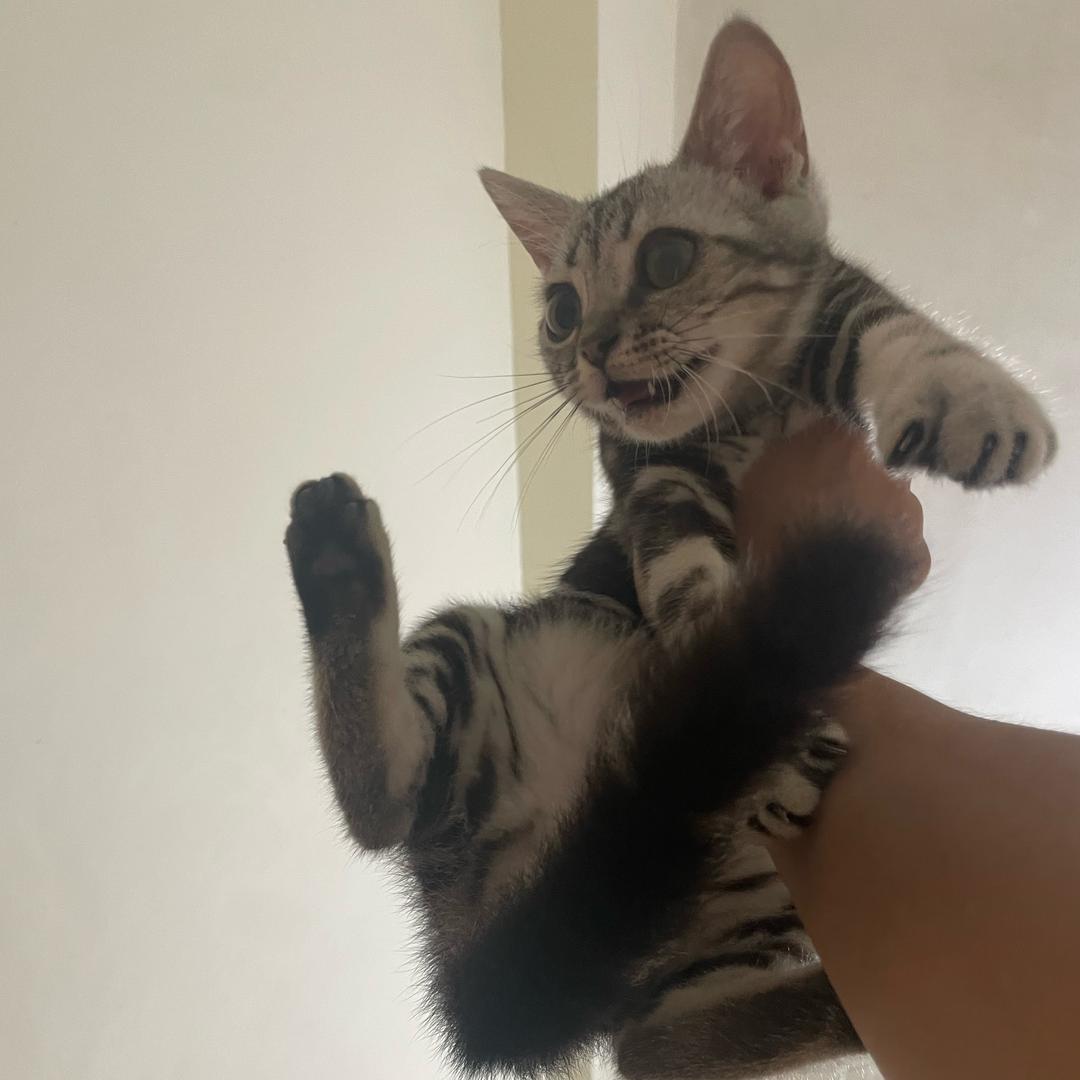 弹簧