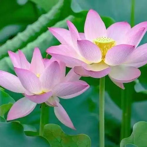 阳光普照生活号