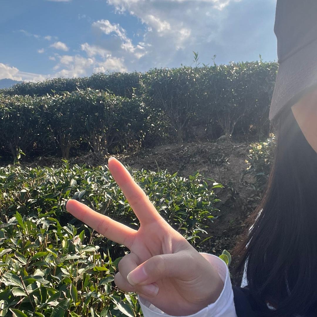 甜来单丛茶