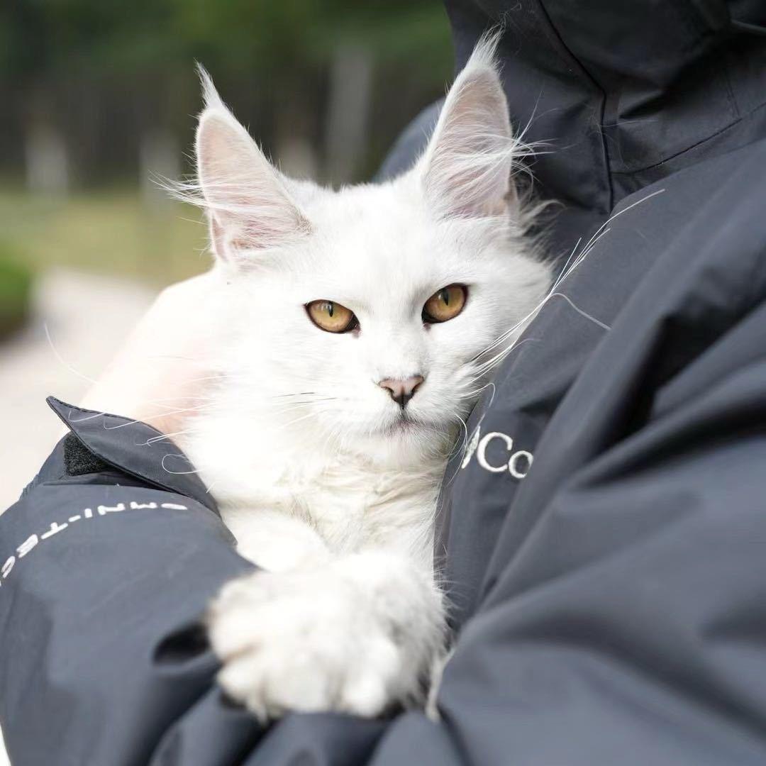 超人缅因猫（双十二年货版）