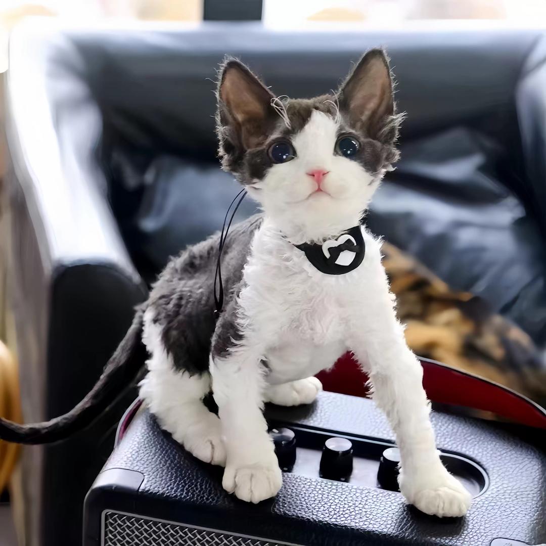 花姐德文猫舍-牙牙直播号1