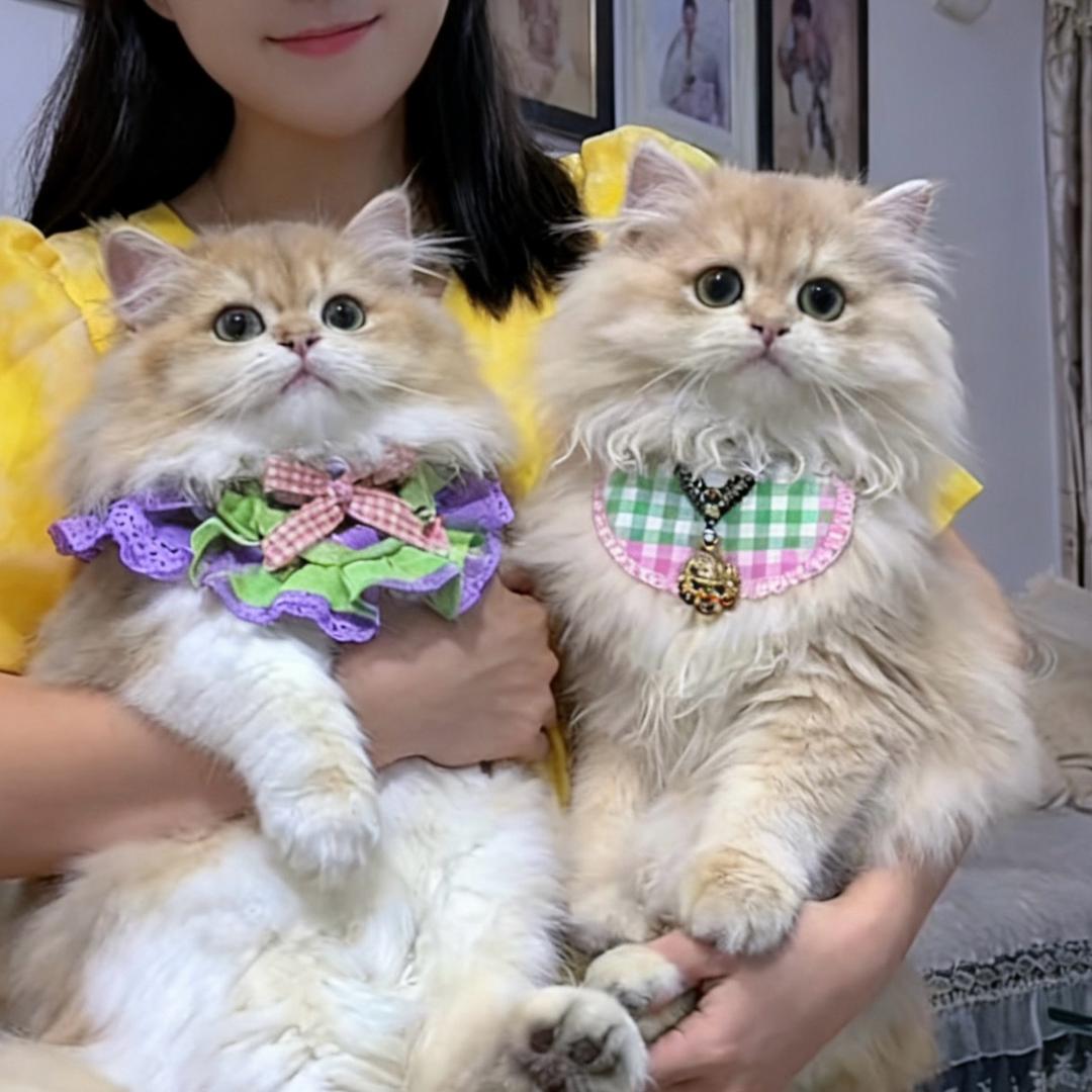 Xuꫛ䒕凤♞᭄💞࿐ᩚ