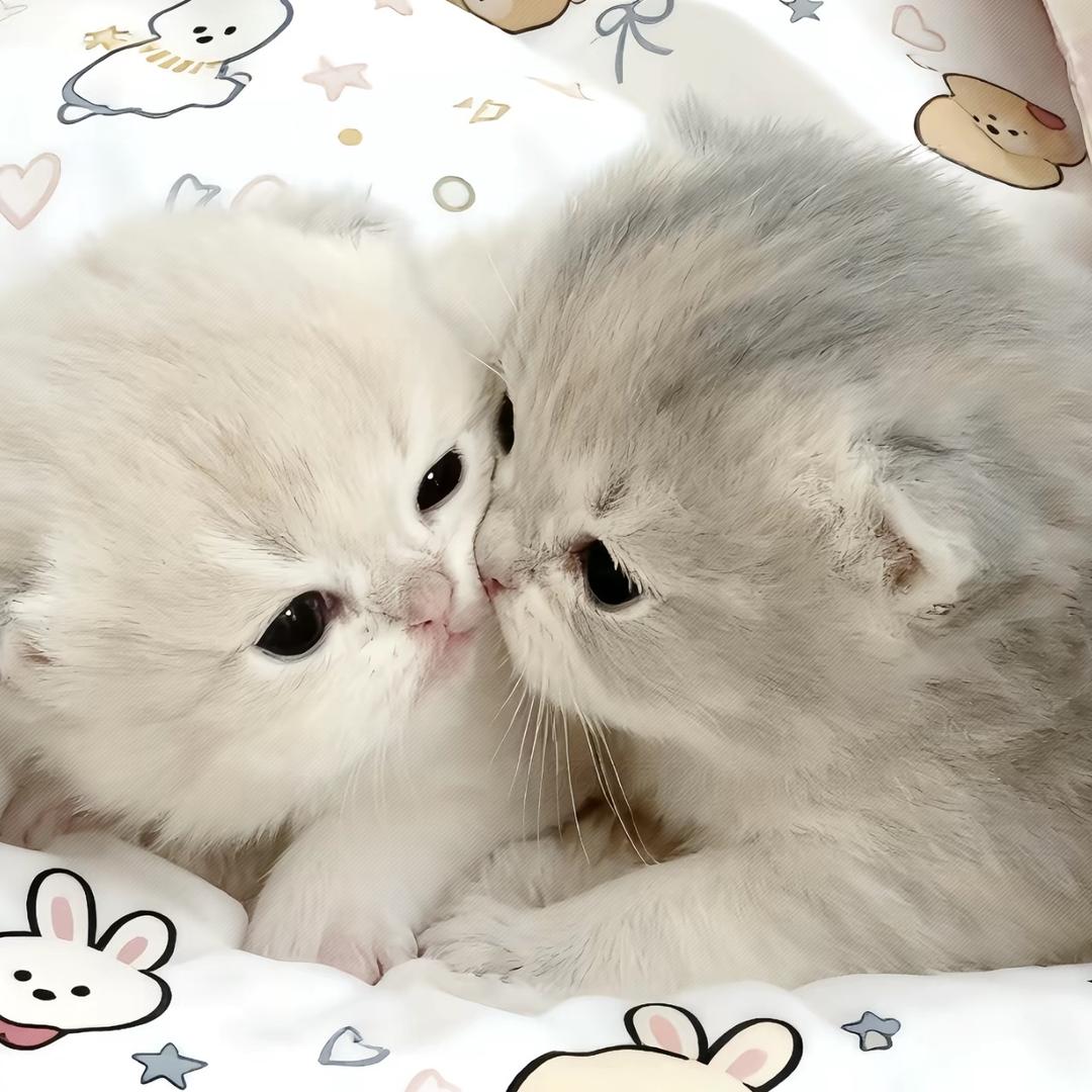 楚楚控