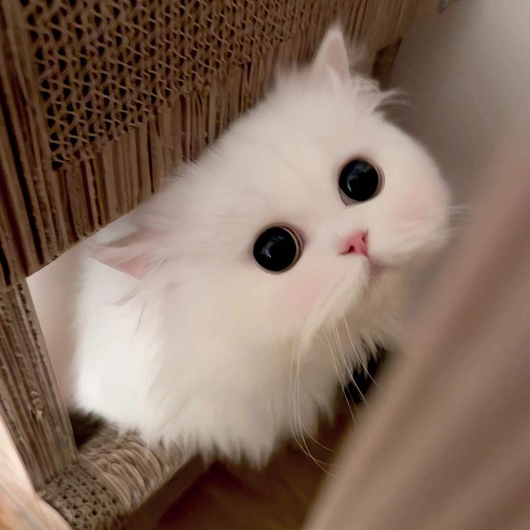 雪呢