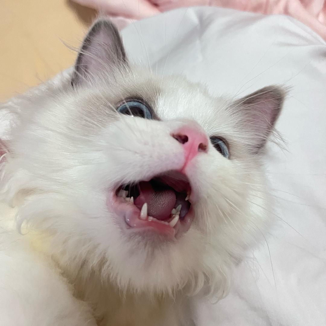 不吃香菜◉‿◉