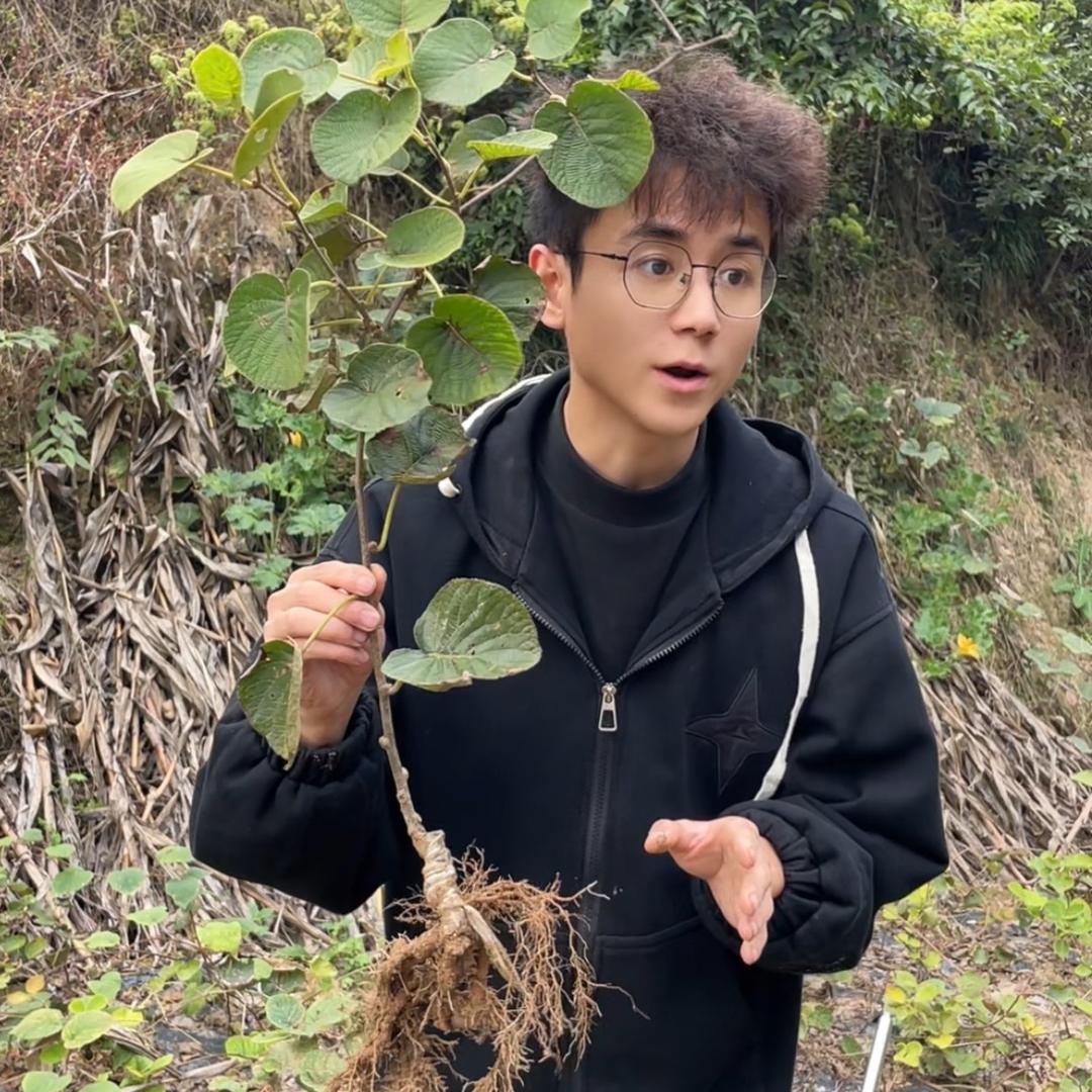 四川红心猕猴桃基地-小繁家