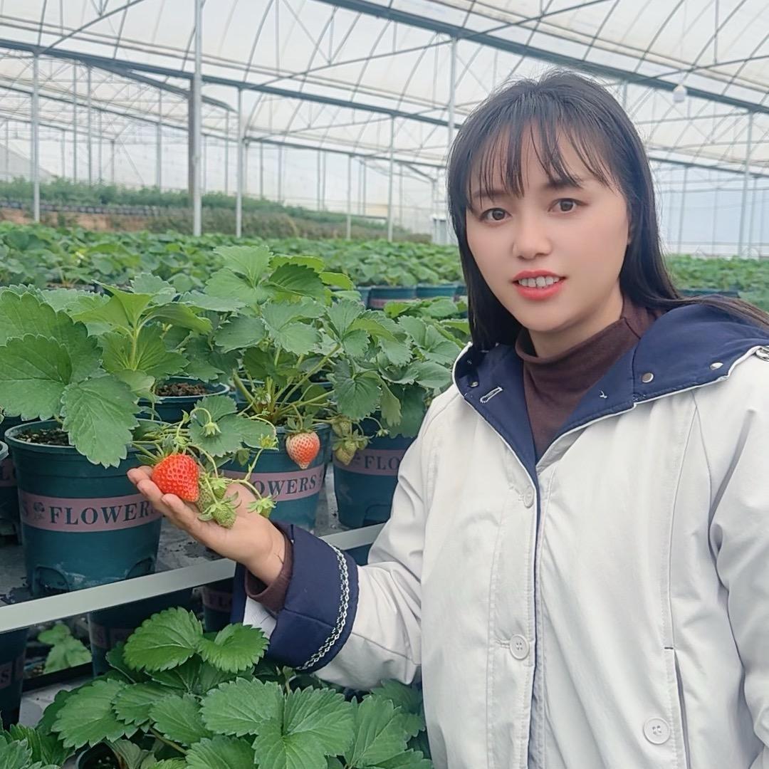 玲子的花果园（草莓A）
