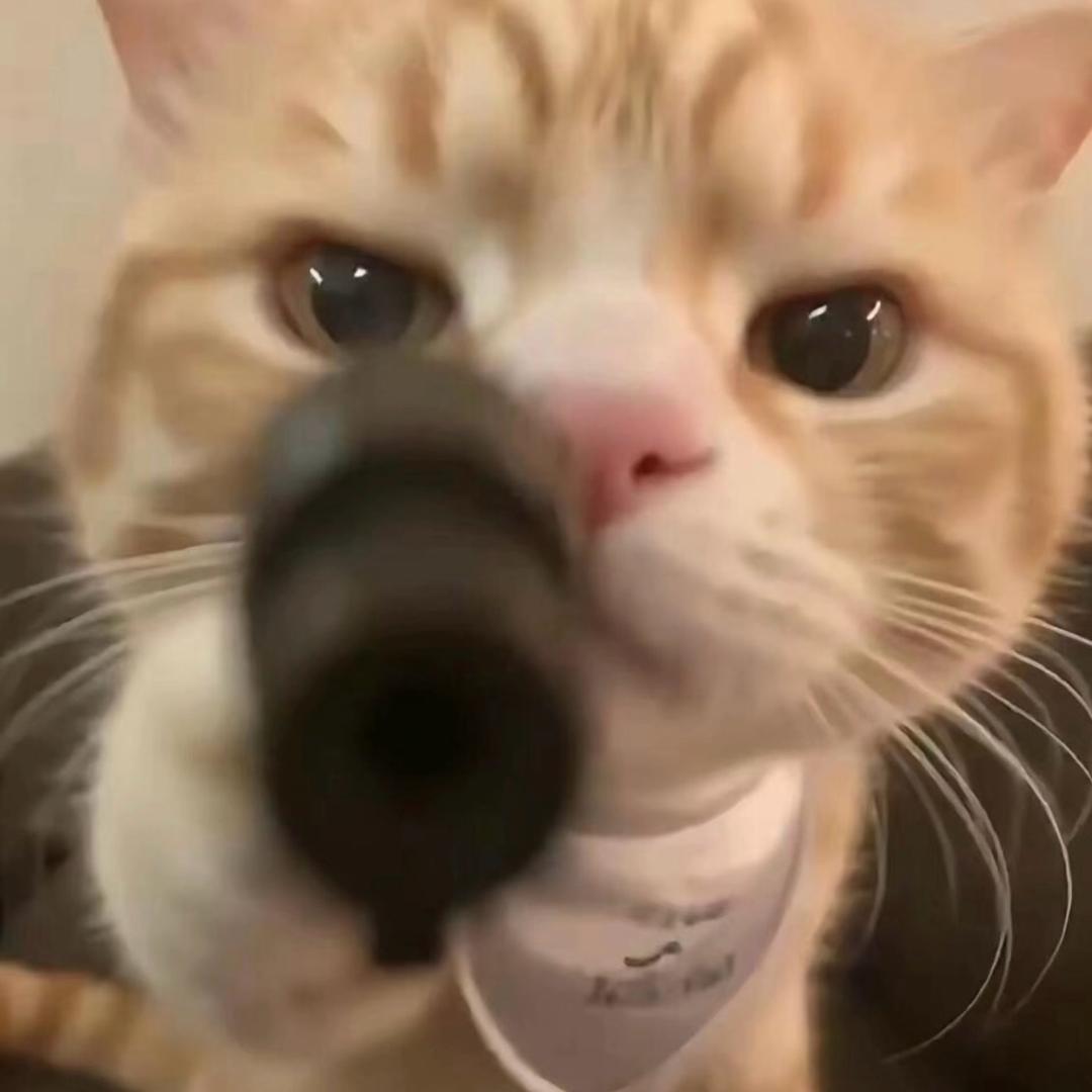 9条命