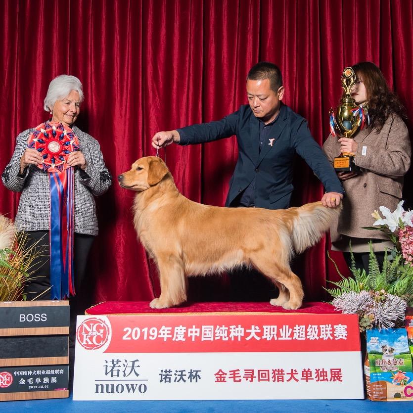 金色记忆犬舍