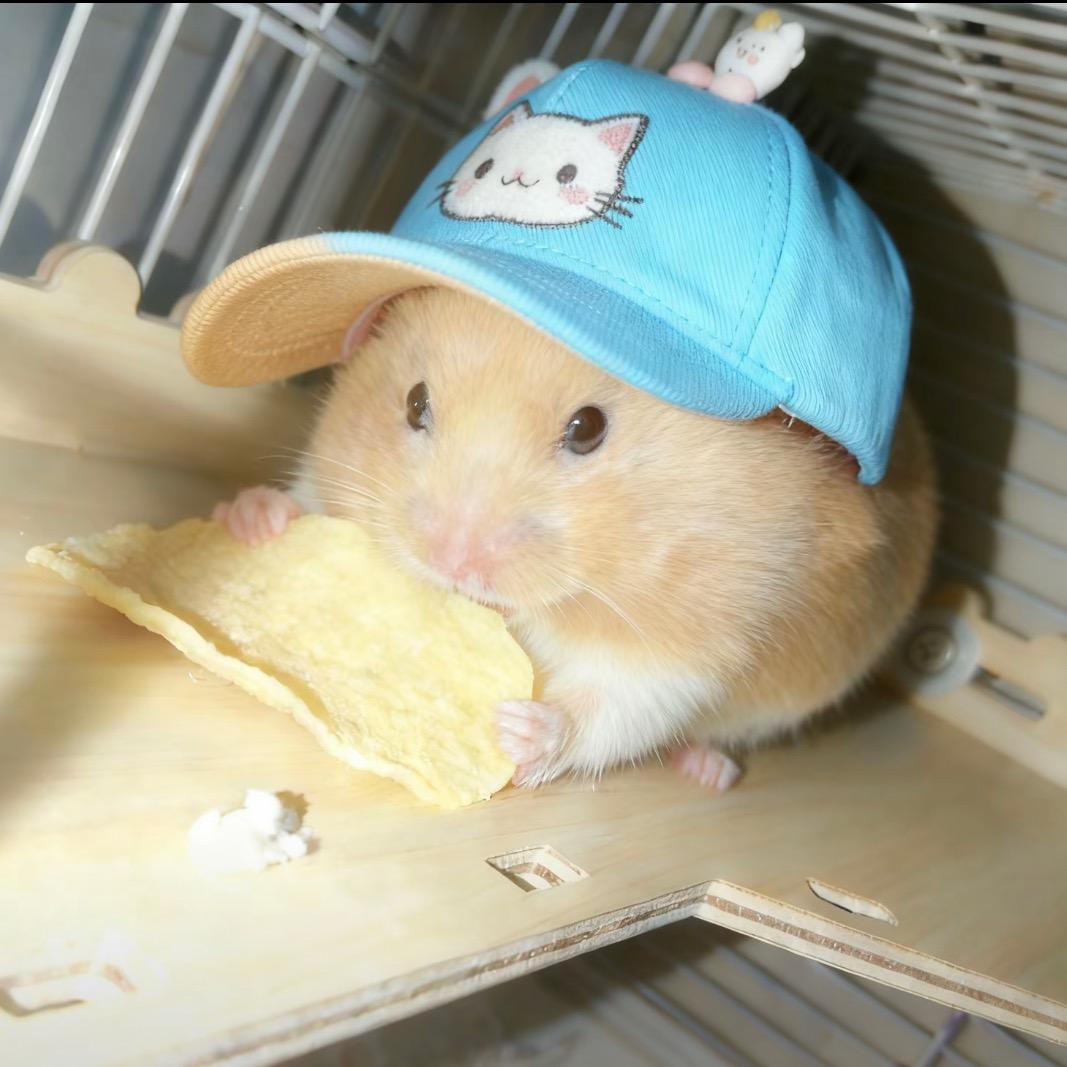 第五