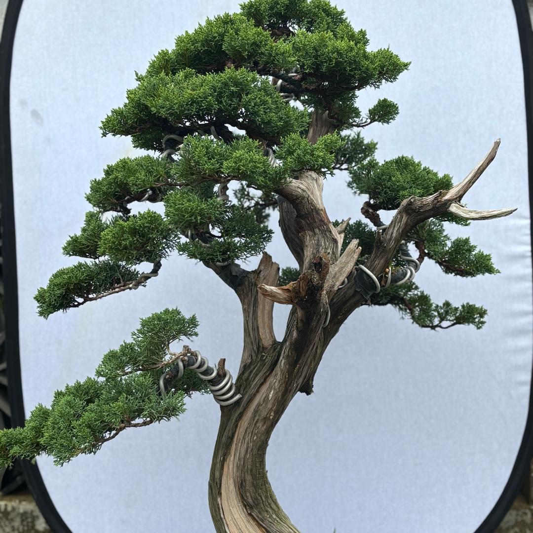 柏雅园盆景基地