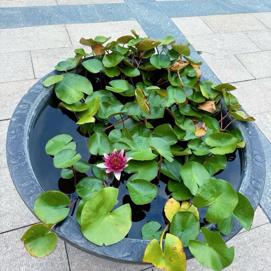 一生一世