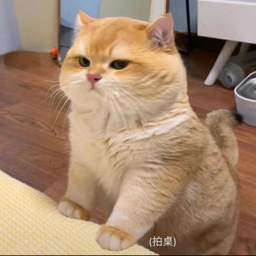 晚意橘.🍃