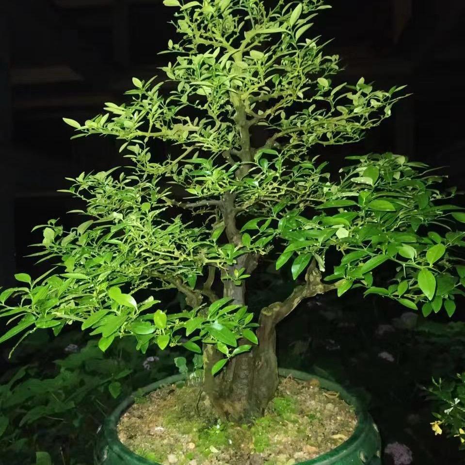 桩架汉
