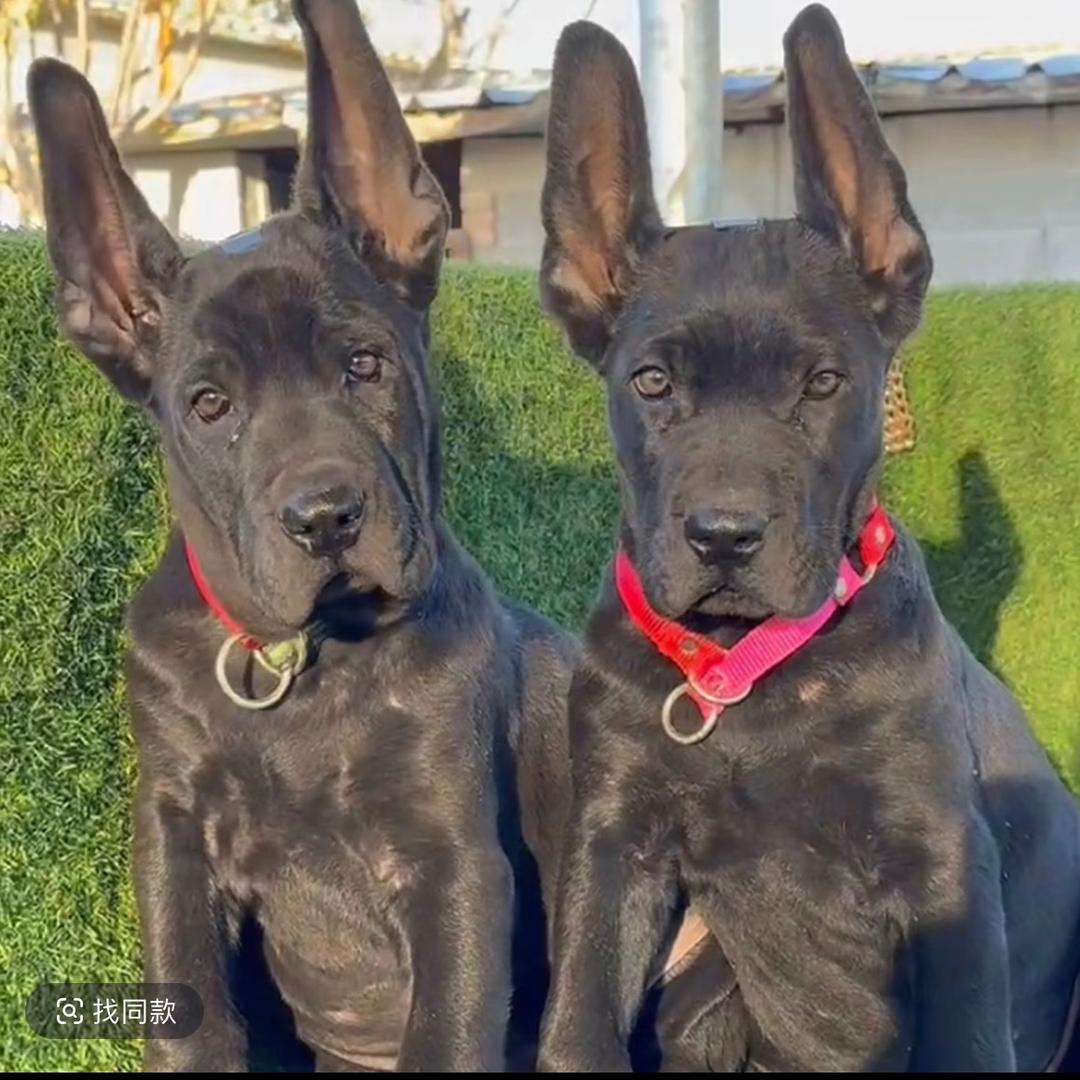 小卉家的黑狼犬