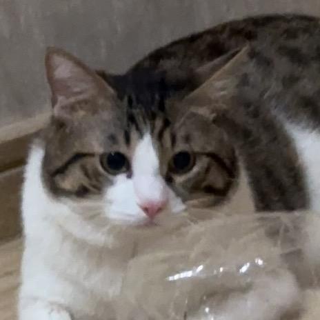 猪咪