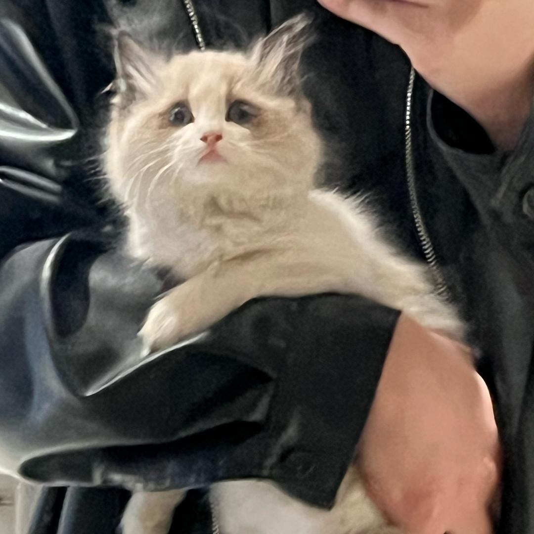 左右脑互搏导致颜值胜似彭于晏