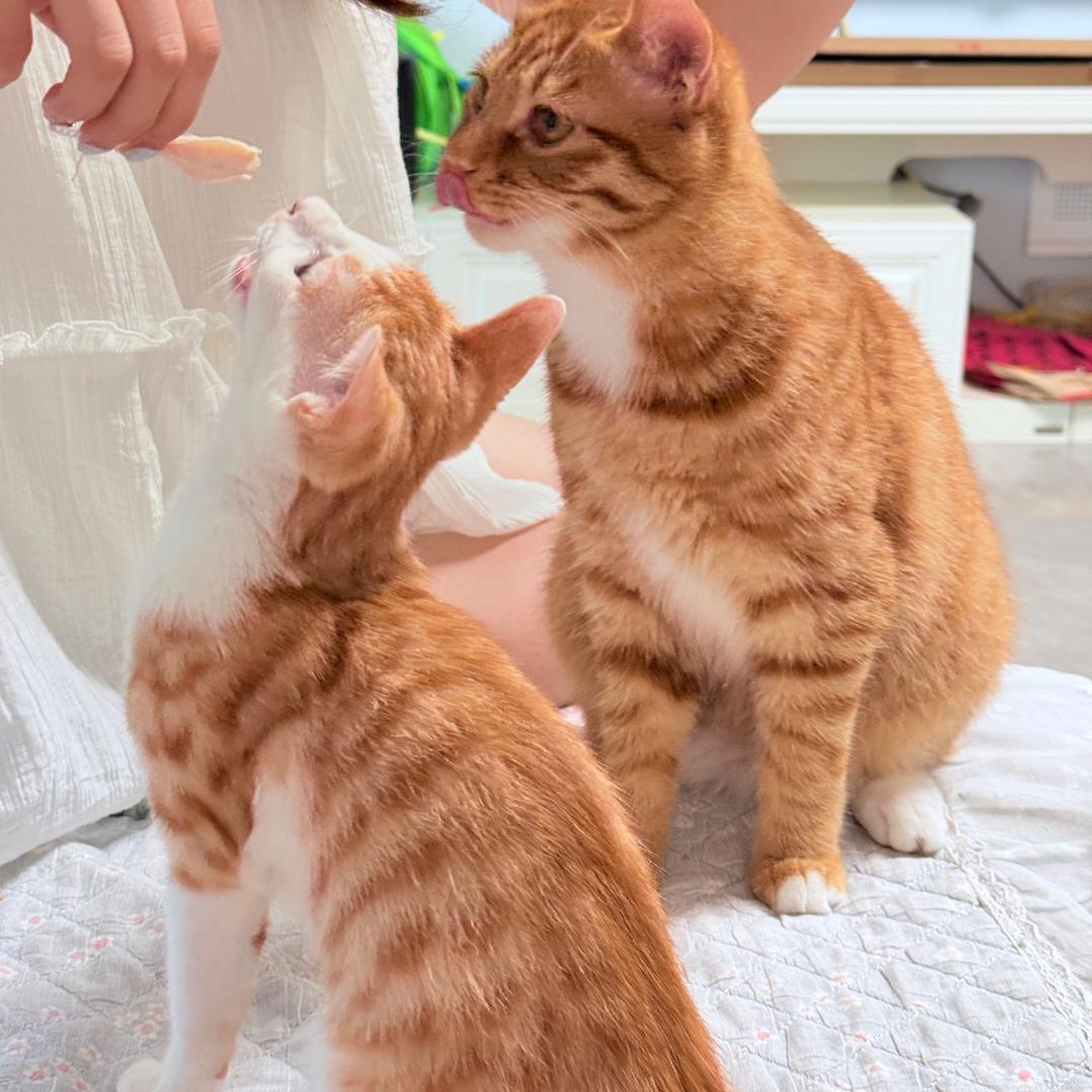 来财和滚滚是哈基咪