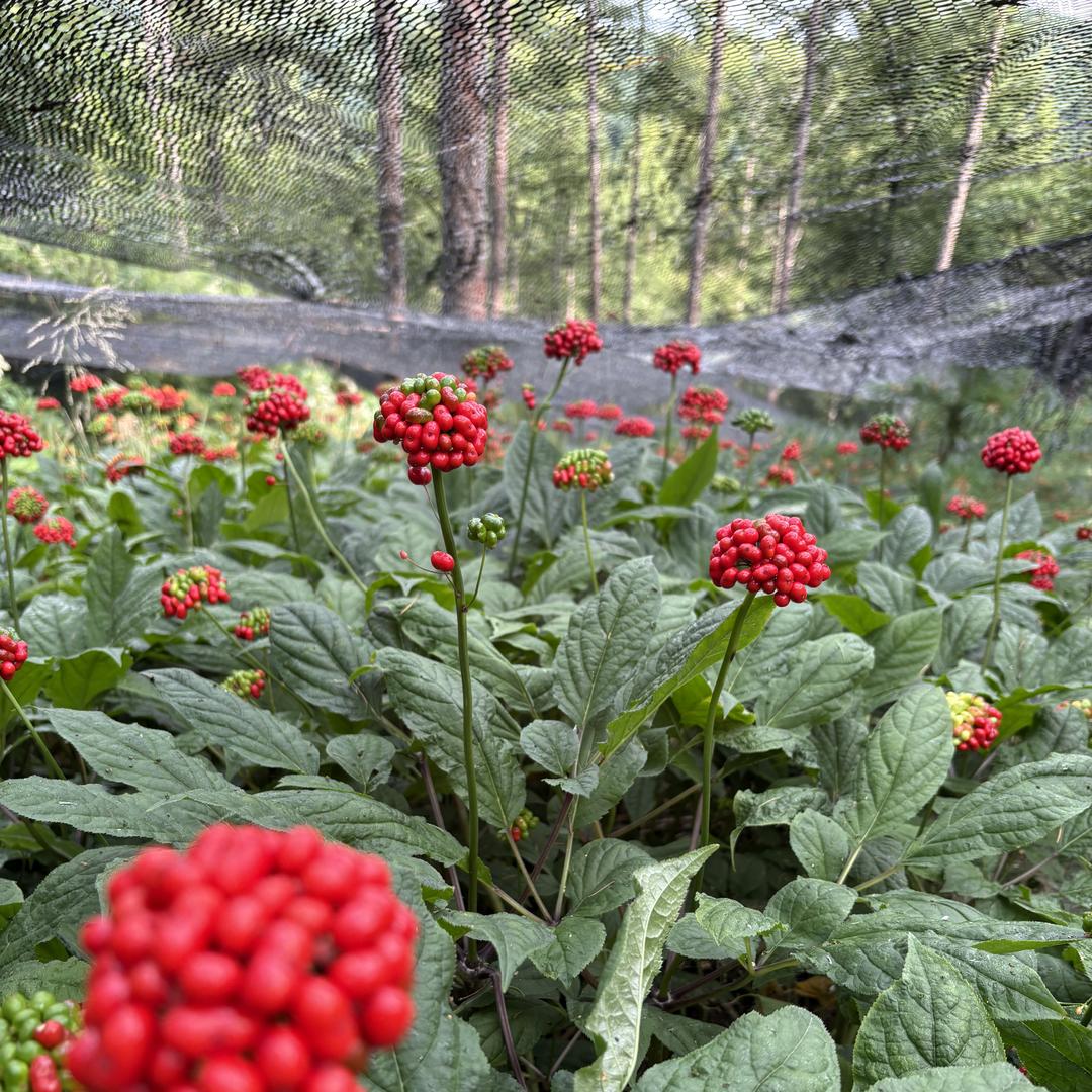 棒槌哥参茸优品小铺
