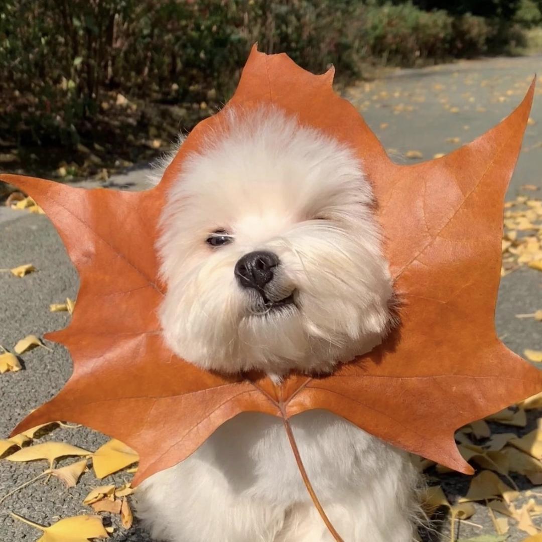 LMj家设计店-麦麦