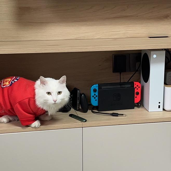 学习是只泼皮猫