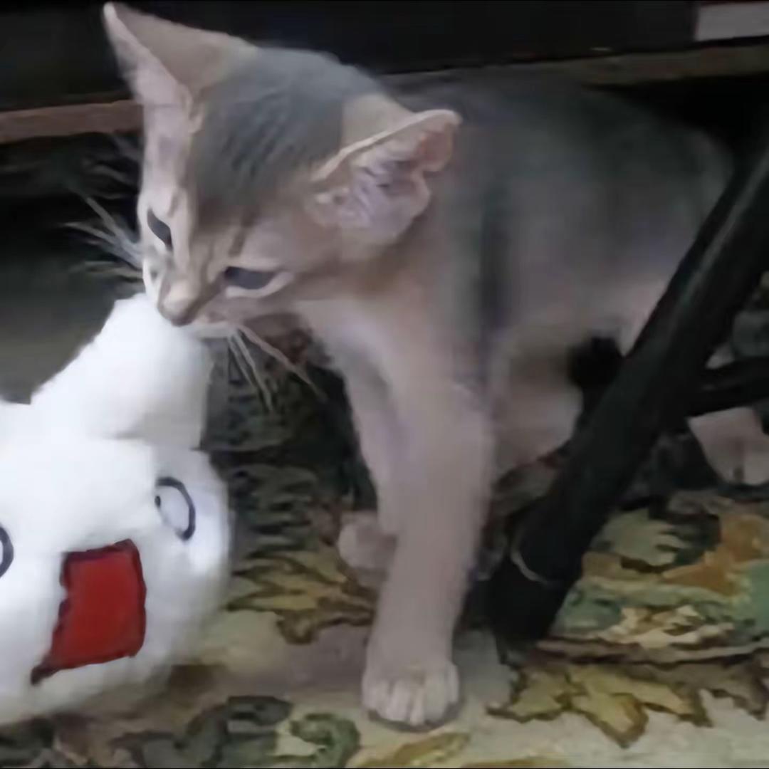 折安喵喵喵（扩列私