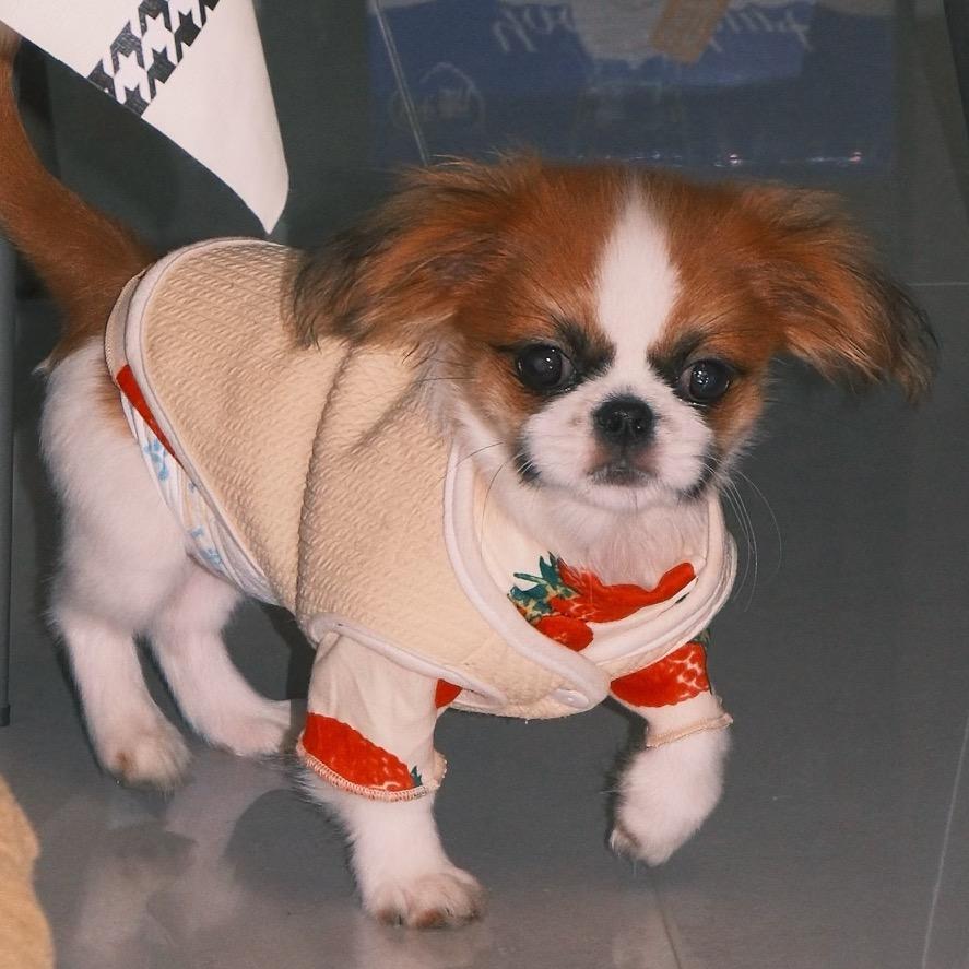 🎃🌼～（南瓜花）🌱