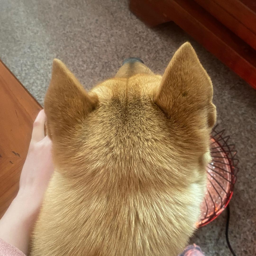大黄总