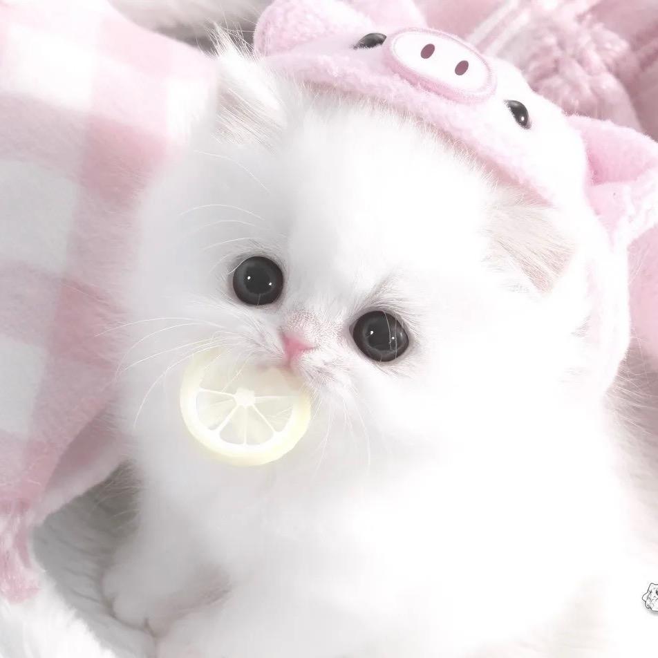 ♥倾*慕ℳঞᩚ