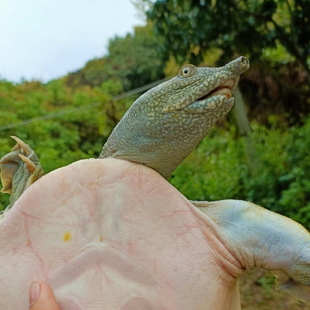 富甲一方野生鱼