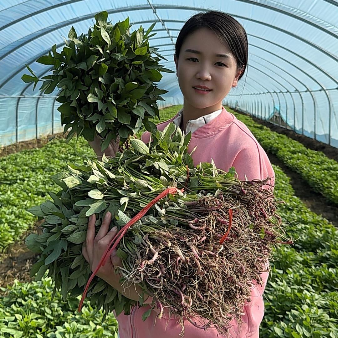 惠农红薯育苗基地