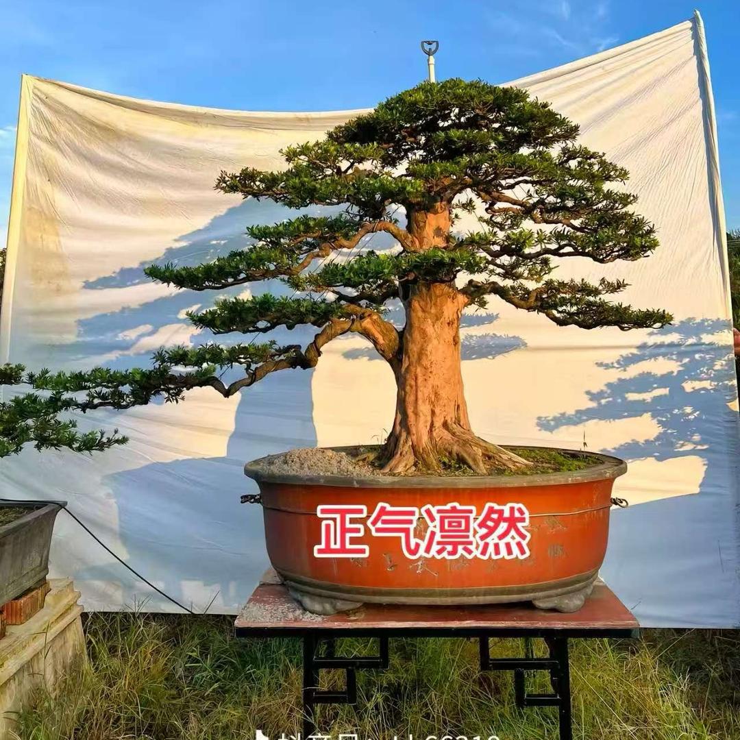 小含盆景