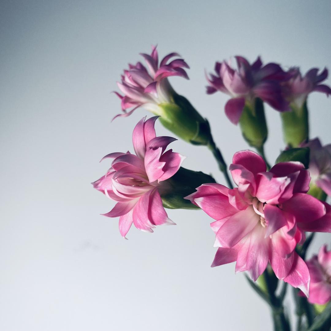 小小小小小蛋糕