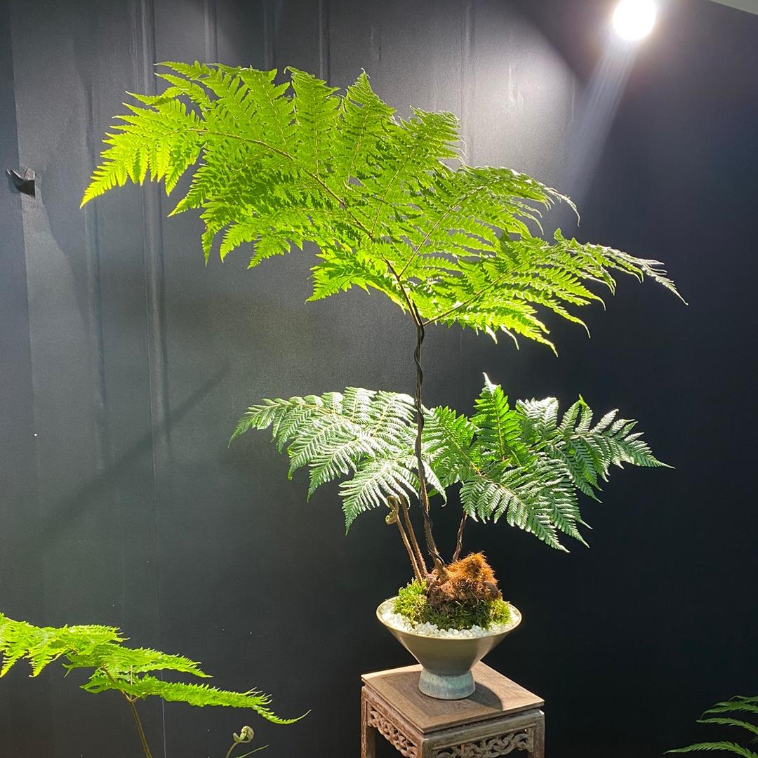 花之蕨景