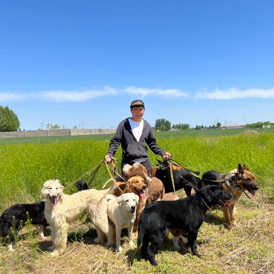 保定博阳宠物训犬学校