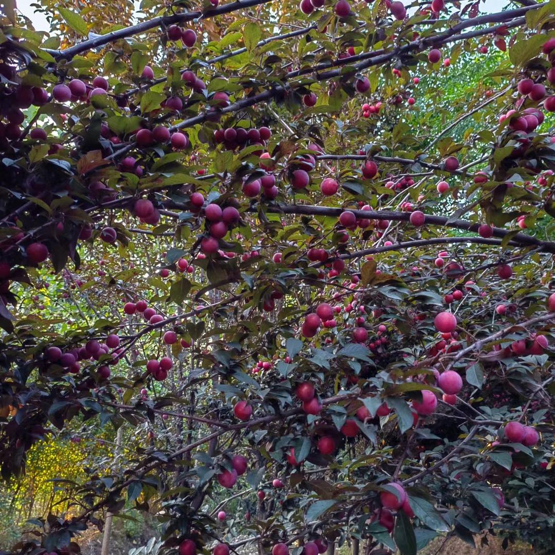 景阳花卉苗木盆景园