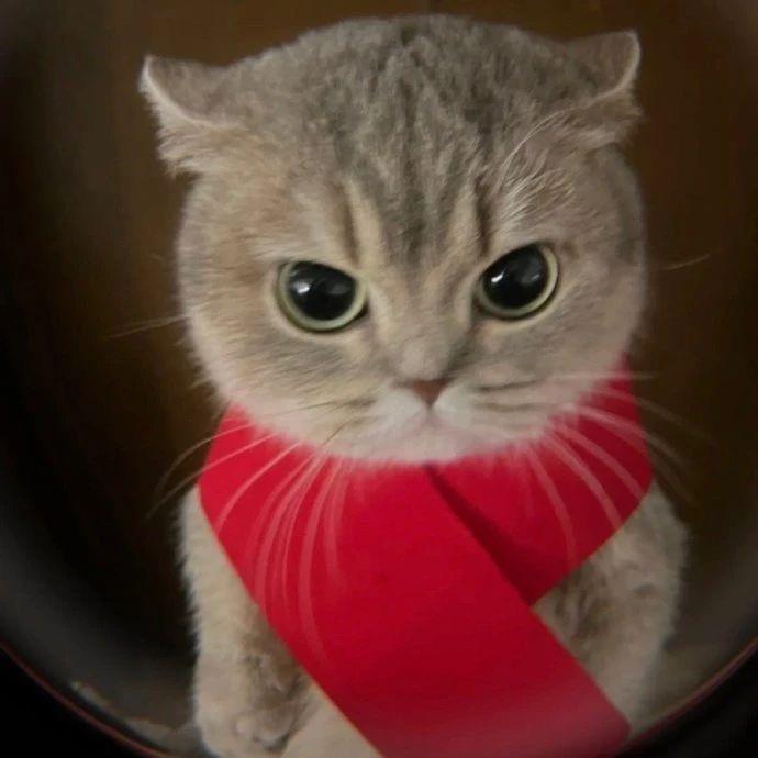 小七萌宠可爱屋