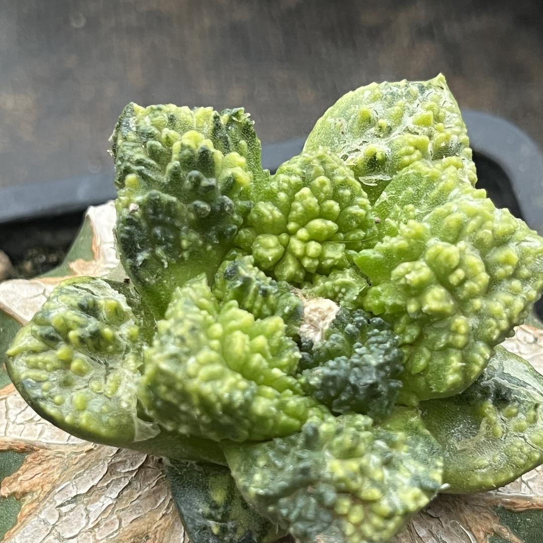 明心仙人球花卉