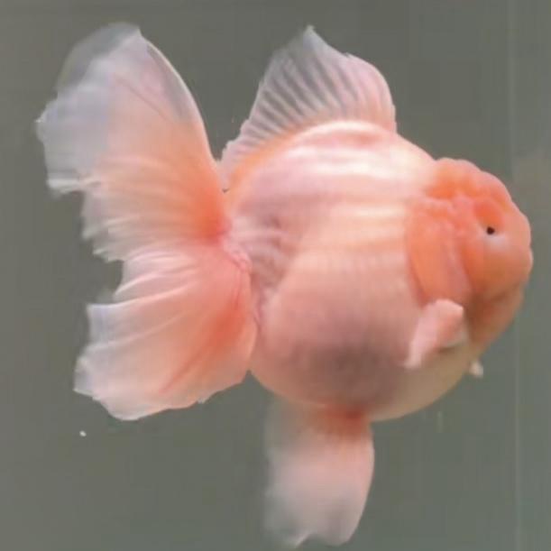 游鱼水产精选小铺