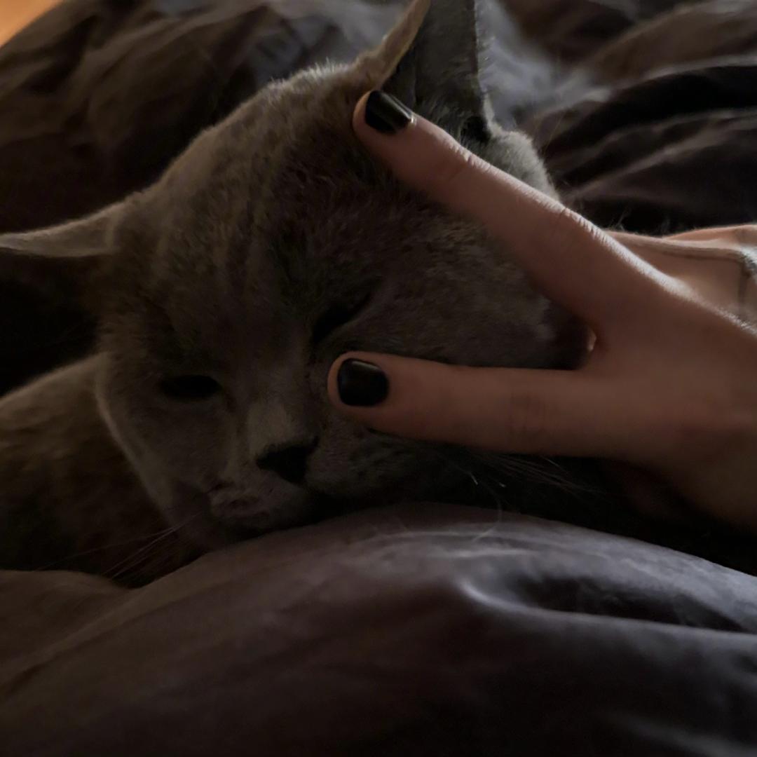 粥粥南的小喵喵🍦