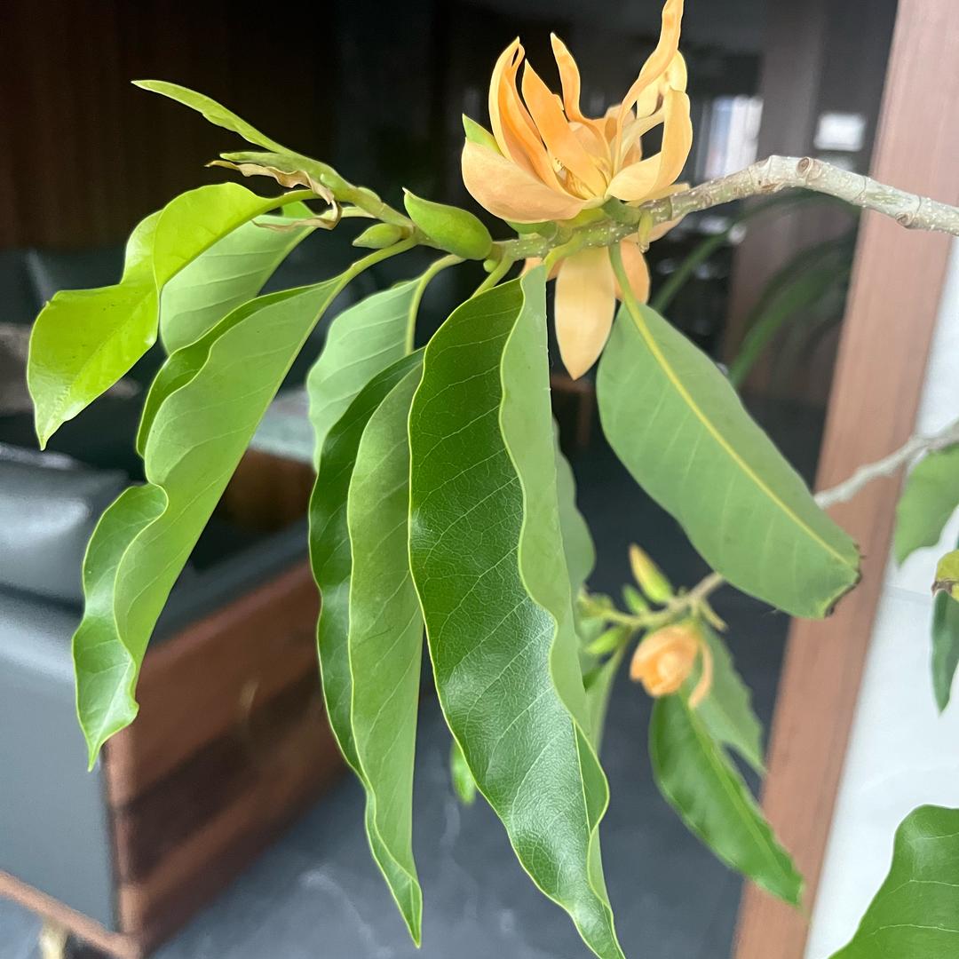 鱼我所欲