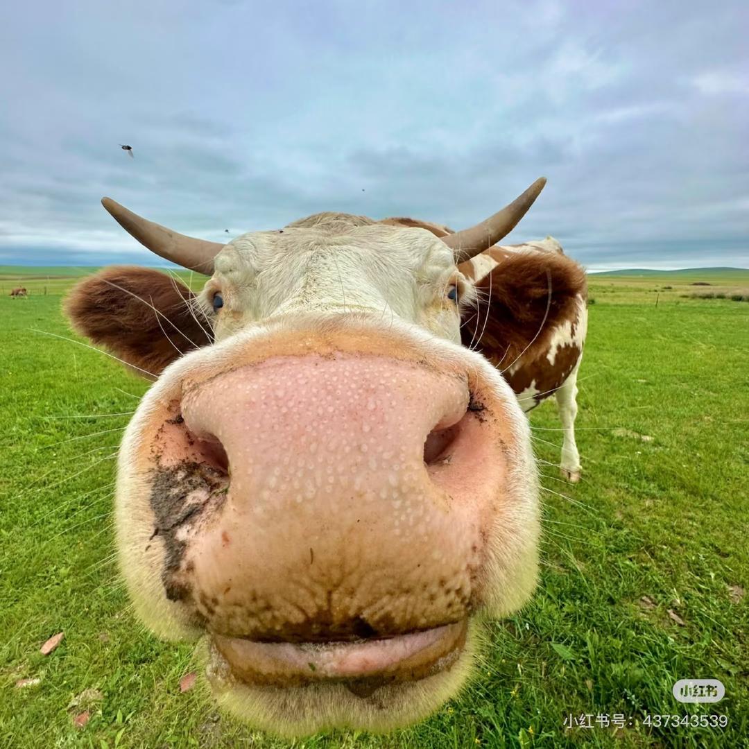 小宇宙随时准备原地转圈然后抱住你