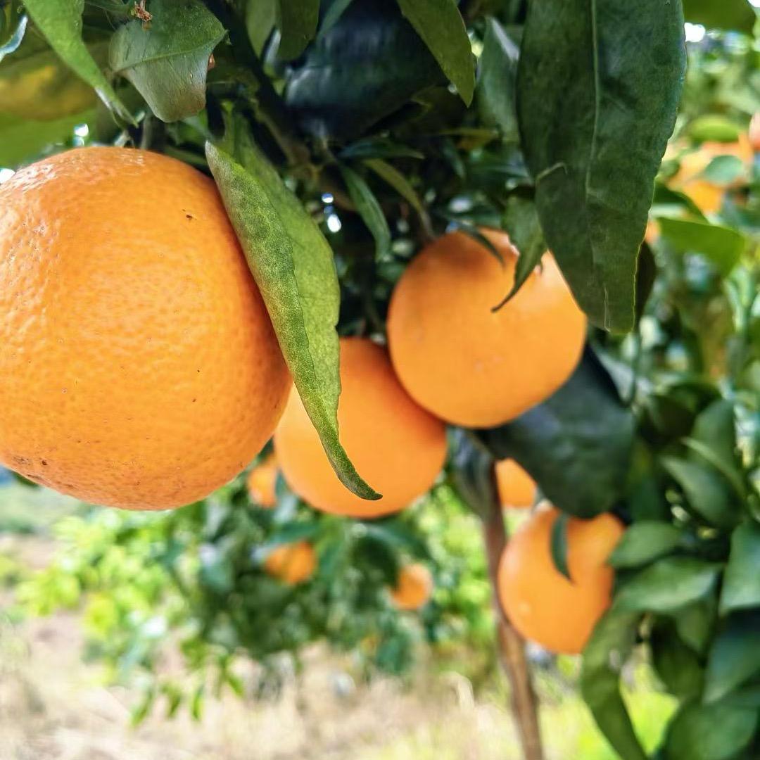 开州好物推荐官